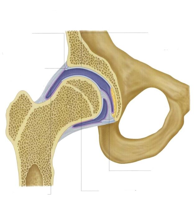 hip joint in section