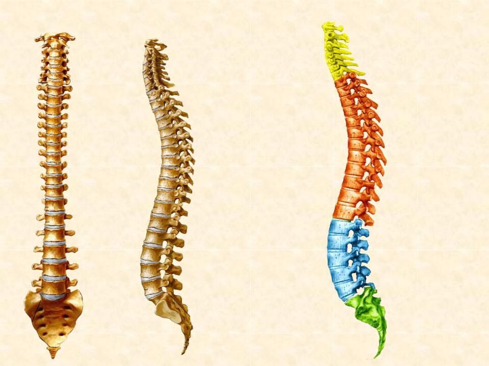 parts of the spinal column