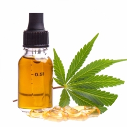 the oil from Cannabis Oil